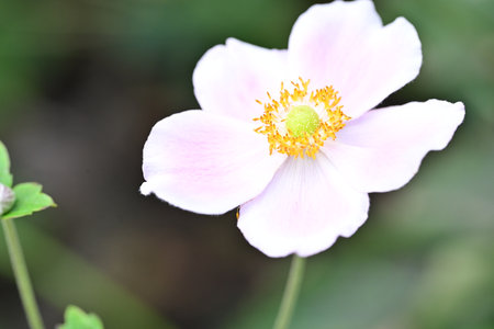 Japanese anemone (Anemone japonica) flowerの写真素材