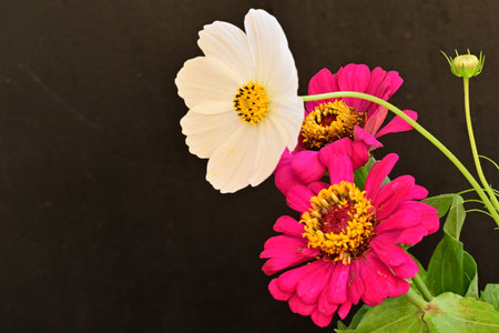 Bouquet of pink and purple zinnia flowers on black background