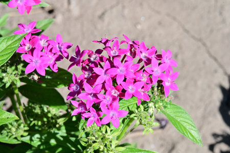 Purple flower of Phlox paniculata in summer garden