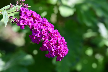 Purple flowers of Buddleja davidii in the garden.