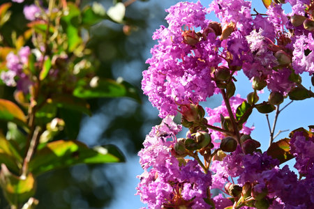 Lagerstroemia speciosa is a genus of flowering plants in the Rosaceae family.