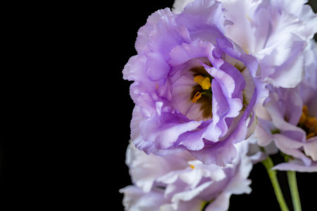 purple eustoma flower isolated on black background, close upの写真素材