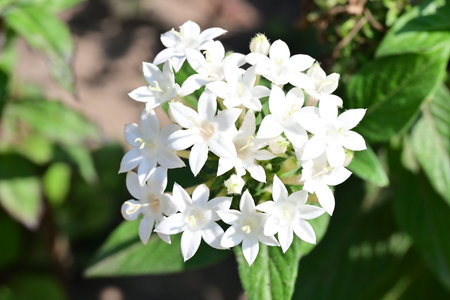 Beautiful white flowers in the garden on a sunny summer day.の写真素材