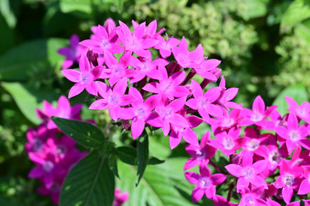 Pink flowers in the garden, closeup of photo. Natural background