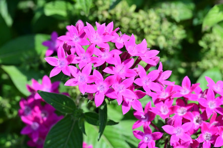 Pink flowers in the garden, closeup of photo. Natural backgroundの写真素材