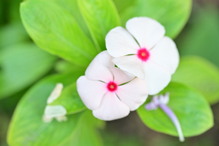 Catharanthus roseus, Madagascar periwinkle, Madagascar periwinkleの写真素材