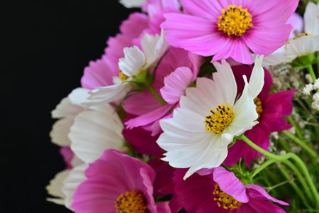 Beautiful bouquet of pink and white cosmos flowers on black background