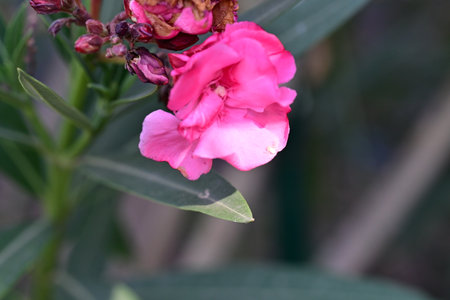 Pink oleander flower in the garden, selective focus point.
