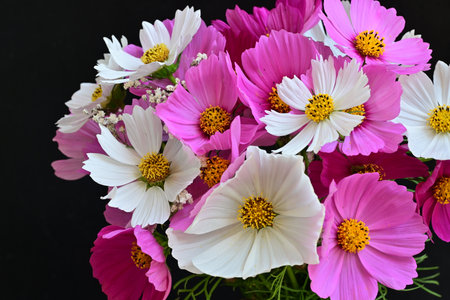 Bouquet of pink and white cosmos flowers on a black backgroundの写真素材