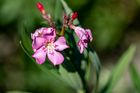 Pink oleander flowers on a green background close-up.の写真素材