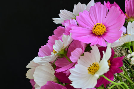 Bouquet of pink and white cosmos flowers isolated on black background