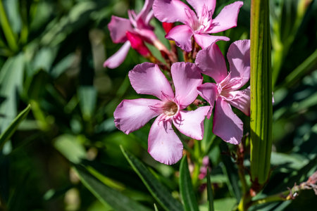 Pink oleander flowers in the garden on a sunny day.