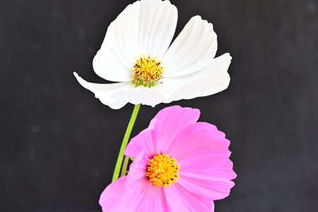 Cosmos flowers on black background. (Cosmos Bipinnatus)
