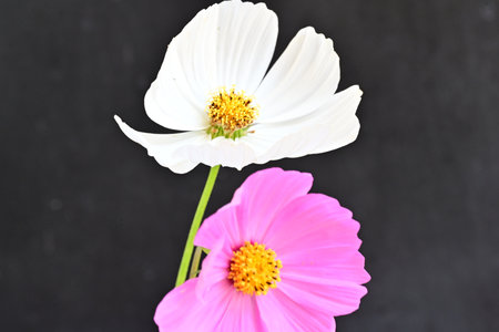 Cosmos flower isolated on black background with copy space for your textの写真素材