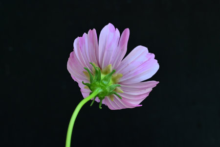 pink cosmos flower isolated on black background with clipping path, selective focusの写真素材