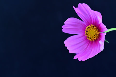 Pink cosmos flower isolated on black background with copy space for text.の写真素材