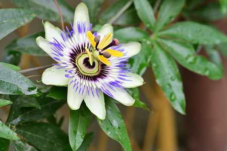 passion flower in the garden, passiflora caeruleaの写真素材