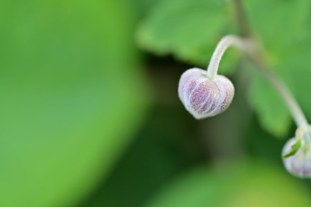 A macro shot of a flower bud on a bush with a blurred background.の写真素材