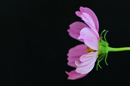 Pink cosmos flower isolated on black background. Space for your text.の写真素材