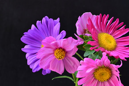 purple and pink daisies on a black background close up