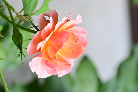 Orange rose in the garden, Roses are beautiful with a beautiful sunny day.の写真素材