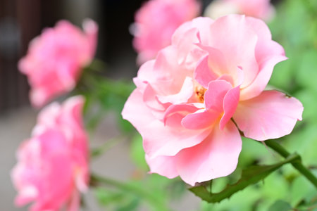 Pink rose flowers in the garden, Roses are beautiful with a beautiful sunny day.の写真素材
