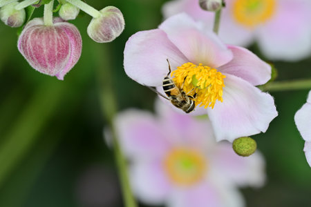 Honey bee collecting nectar on pink anemone flower.