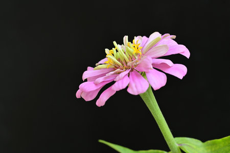 Zinnia flower isolated on black background (Zinnia violacea Cav.)