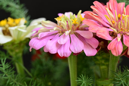 beautiful zinnia flowers in the vase on black background
