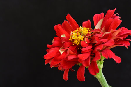 Red zinnia flower on black background with copy space for textの写真素材