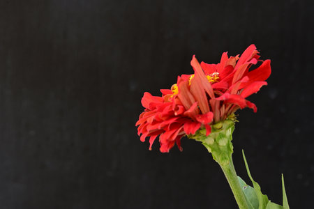 Red zinnia flower on black background with copy space for text