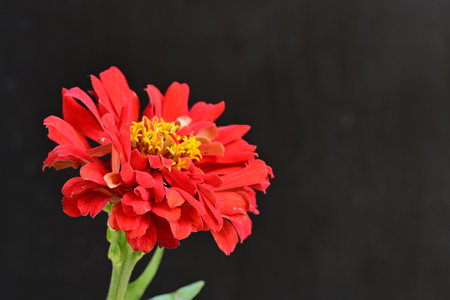 Red zinnia flower isolated on black background, clipping path includedの写真素材