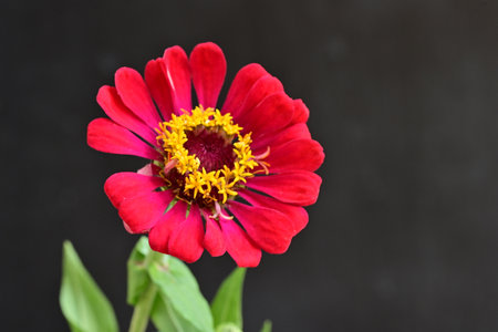 Zinnia flower isolated on black background, Zinnia elegansの写真素材