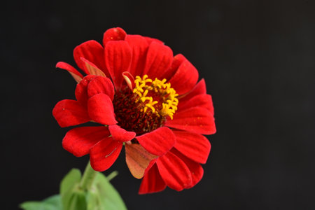 Zinnia flower on a black background, closeup of photo