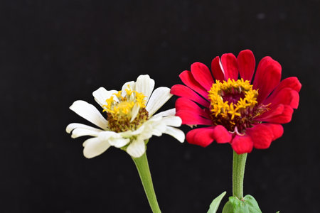 Zinnia flowers isolated on black backgroundの写真素材