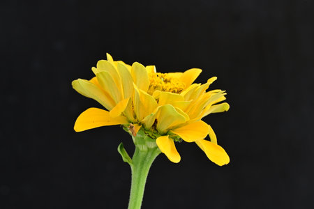 yellow zinnia flower isolated on black background close-up.の写真素材