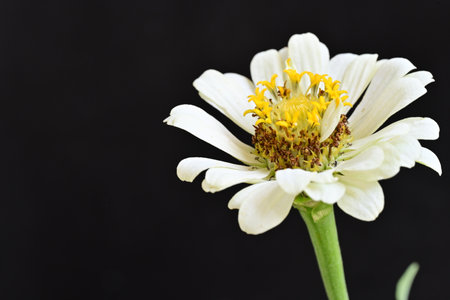 white zinnia flower isolated on black background with space for textの写真素材
