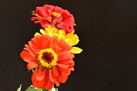 red and yellow zinnia flowers on black background, close up