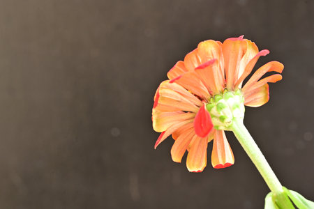Zinnia flower isolated on black background with copy space for text