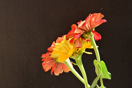 Zinnia flowers isolated on black background with copy space for text