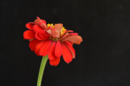 Zinnia flower isolated on black background, Zinnia elegans