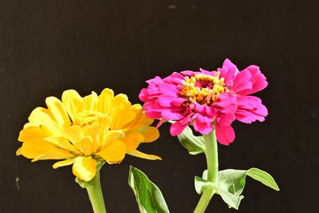Zinnia flower on a black background, closeup of photoの写真素材