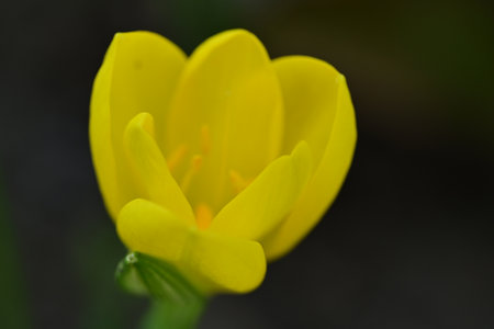 yellow crocus on a dark background close-up, macro photography