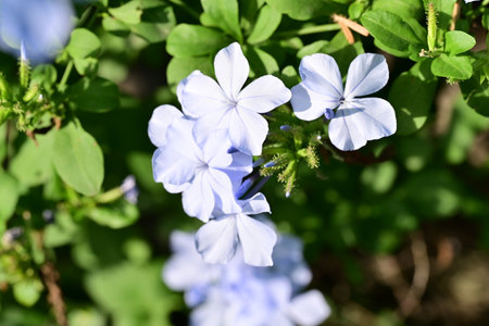 Cape leadwort, plumbago auriculataの写真素材