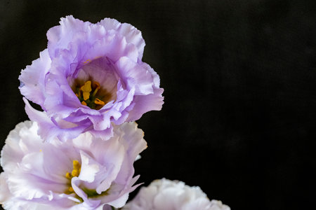 purple eustoma flowers on a black background close-upの写真素材