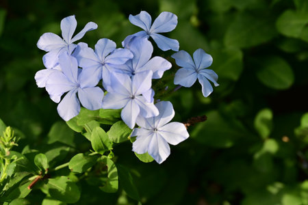 Plumbago auriculata, Cape leadwort, Plumbago auriculataの写真素材