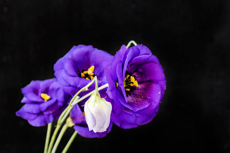 purple eustoma flowers on a black background. tintingの写真素材
