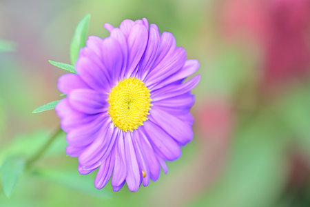 Purple daisy flower in the garden, soft focus background.の写真素材