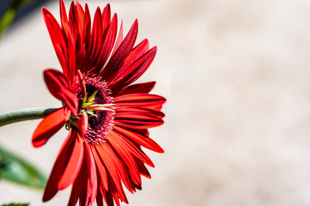 Close up of red gerbera daisy flower with blurred background