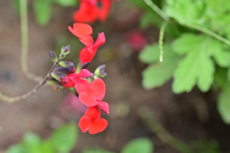 Red flowers in the garden, selective focus, shallow DOF.の写真素材